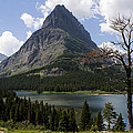 Lone Tree at Sinopah Mountain