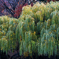 The Willows of Central Park