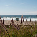 Through the Reeds